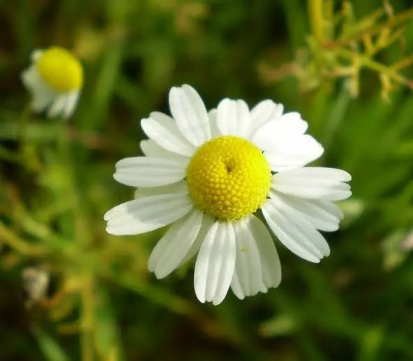 Camomille